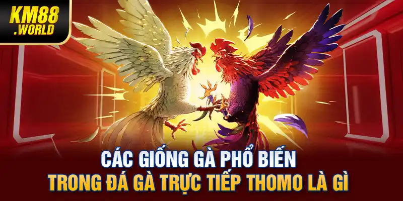 Các giống gà phổ biến trong đá gà trực tiếp Thomo là gì