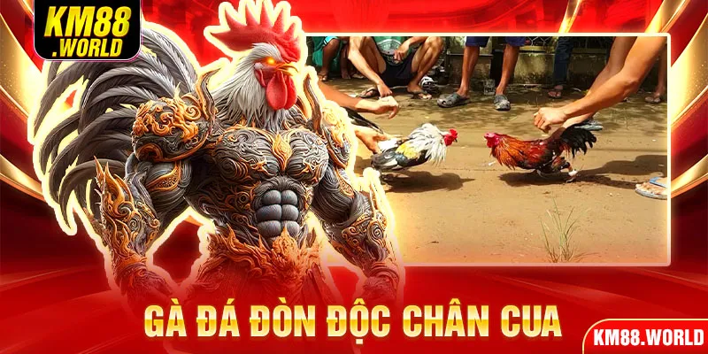 Gà đá đòn độc chân cua