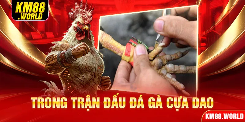 Trong trận đấu đá gà cựa dao