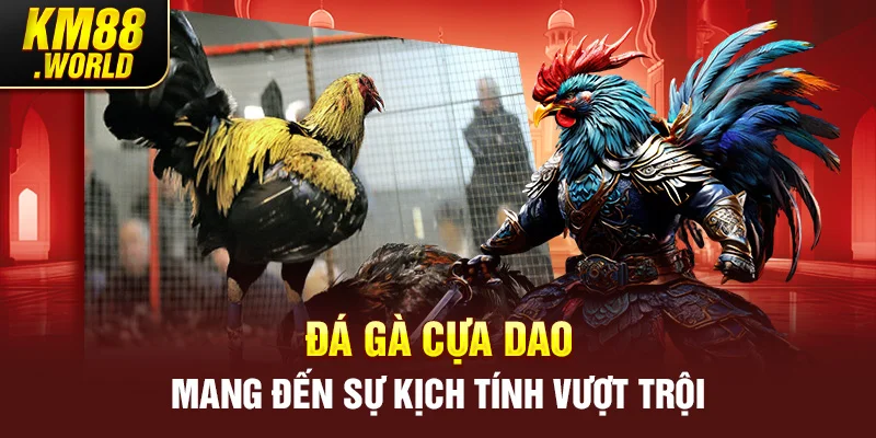 Đá gà cựa dao mang đến sự kịch tính vượt trội