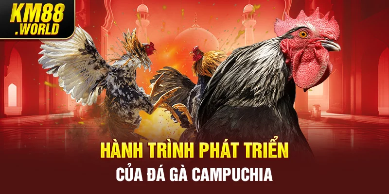 Hành trình phát triển của đá gà Campuchia