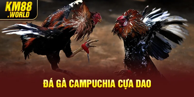 Đá gà Campuchia cựa dao